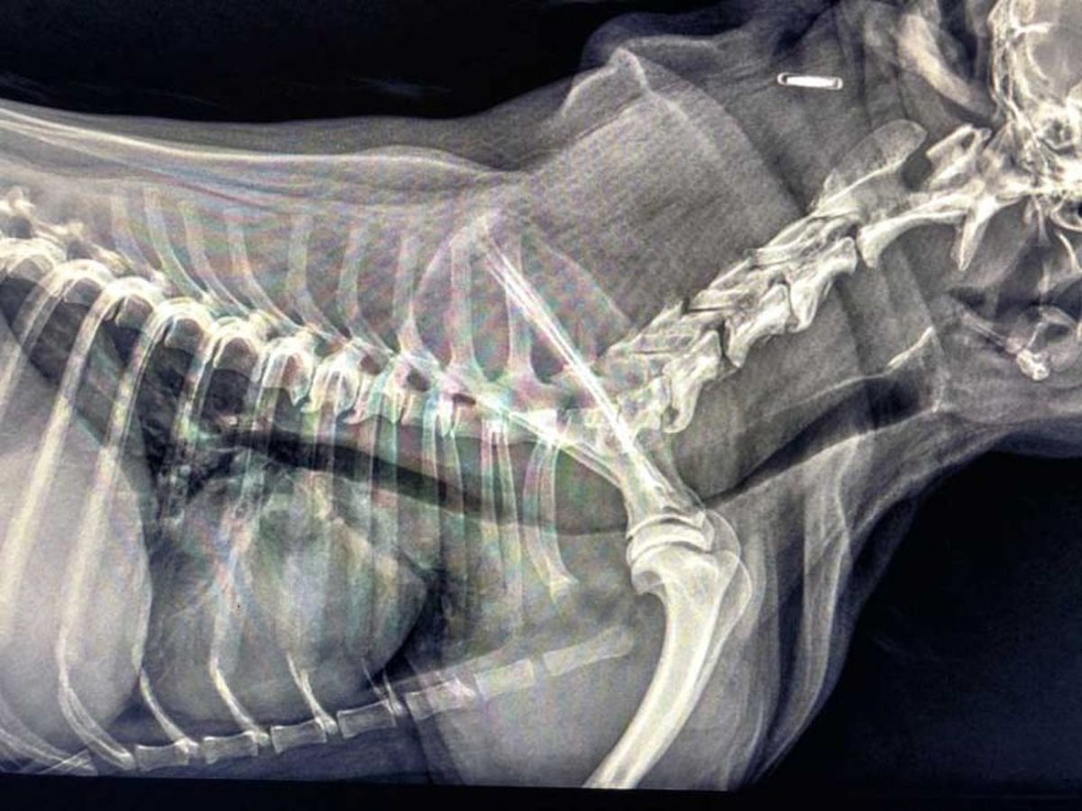 Zapadanie tchawicy u psów (TCS-Tracheal Collapse Syndrome)